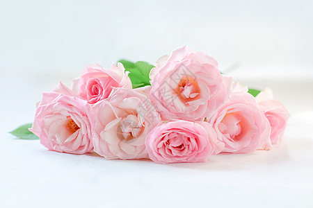 粉红色玫瑰花七夕粉红色爱情玫瑰花背景