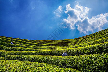 唯美茶茶山背景