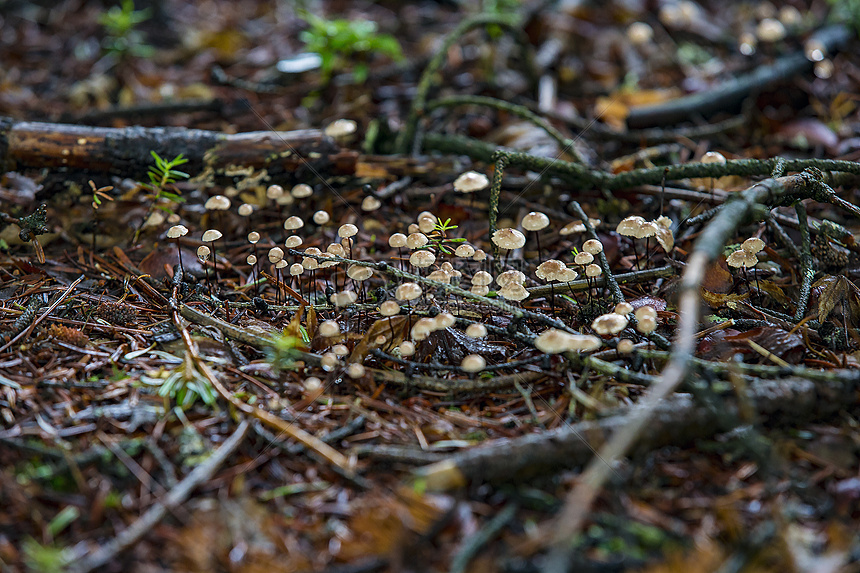 野外的小蘑菇图片