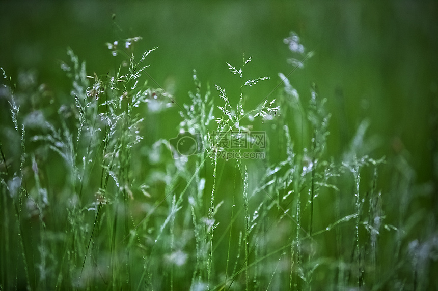 ‘~雨后的绿意  ~’ 的图片