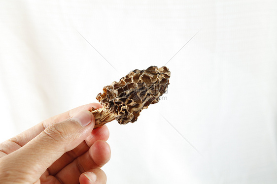 狼毒菌