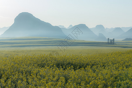 远近对比云南罗平县油菜花海背景