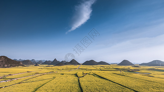 云南罗平县油菜花海高清图片