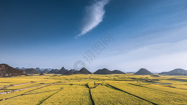 云南罗平县油菜花海图片