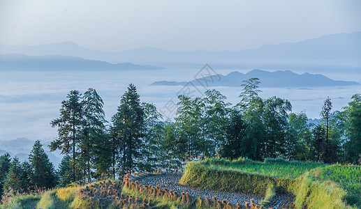 雾山湖南紫鹊界梯田云海自然风光美景背景