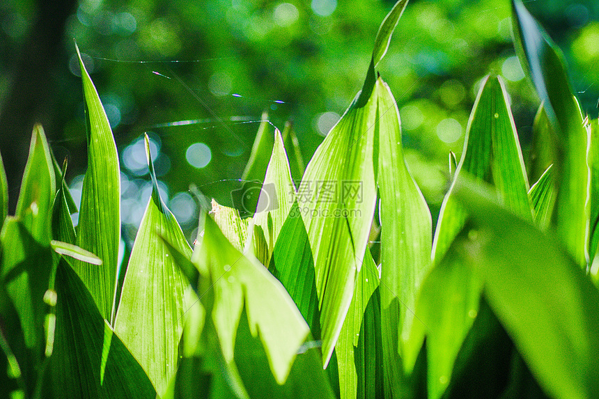 逆光绿色植物图片