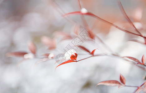 冬季植物冬天树枝积雪背景