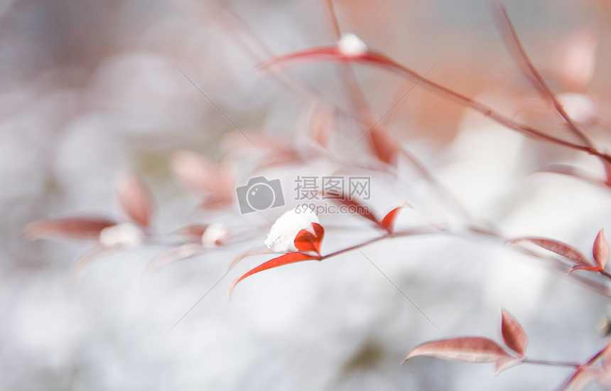 冬天树枝积雪图片