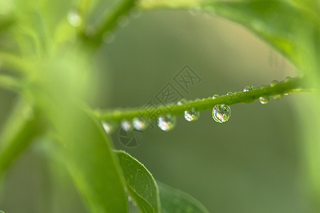 雨季白露阵雨高清图片