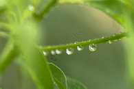 雨季图片