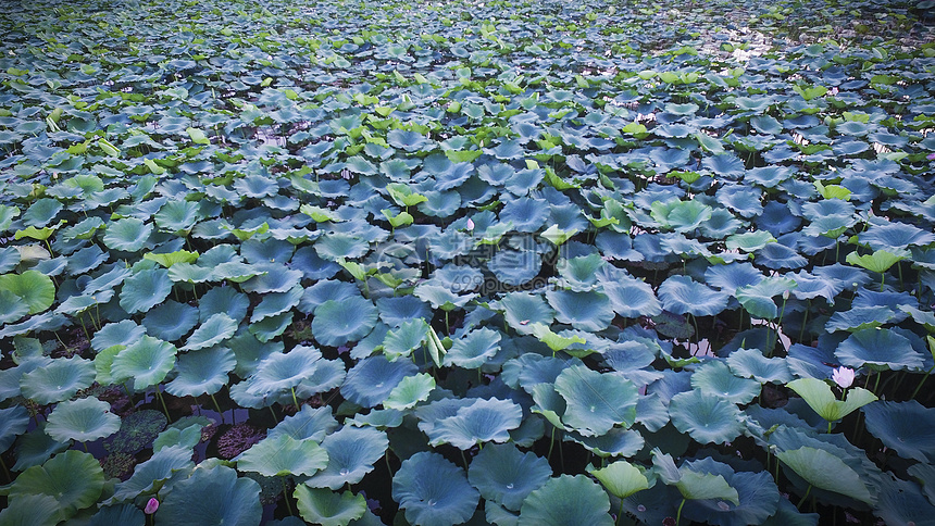 荷塘荷叶图片