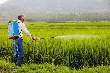 人工湿地稻田种植人工喷洒农药的农民背景