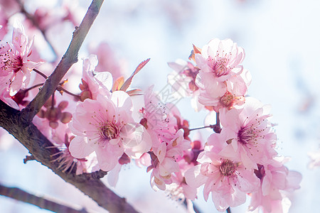 桃花桃花盛开高清图片