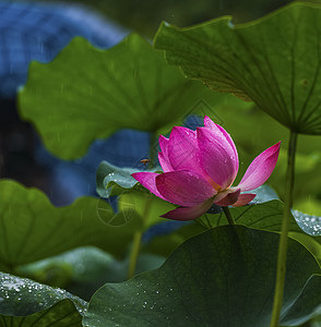 雨中荷花红色梦幻花卉高清图片