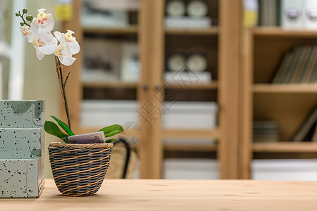 室内植物小清新桌面盆栽背景