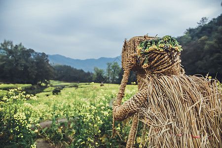 婺源油菜花中间的稻草人背景图片