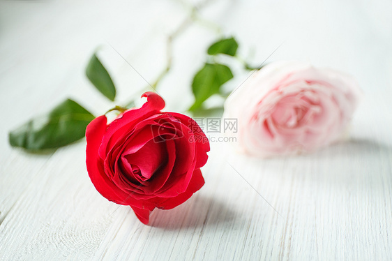 两支玫瑰花图片素材_免费下载_jpg图片格式_V