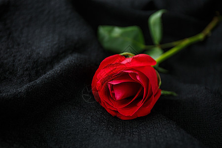 墨红玫瑰浪漫玫瑰花背景
