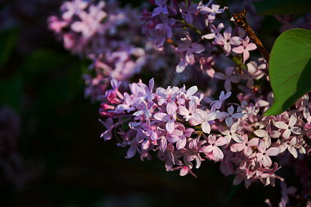 丁香花校园一角高清图片