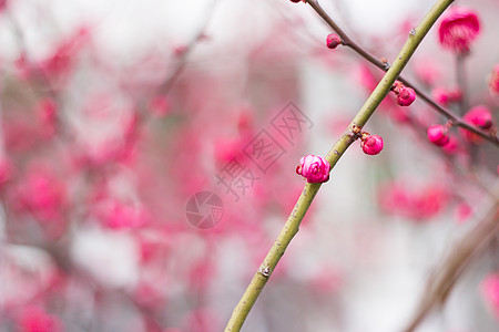 腊梅梅花图片