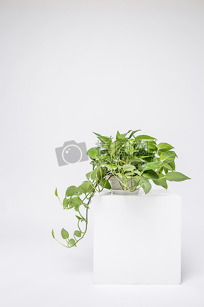 绿萝绿植清新白色背景素材