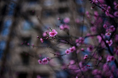 梅花开背景图片