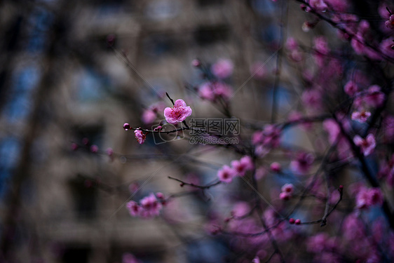 梅花开图片