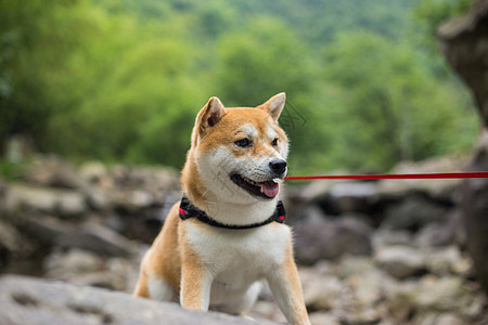 柴犬狗坐立姿势搞怪狗高清图片