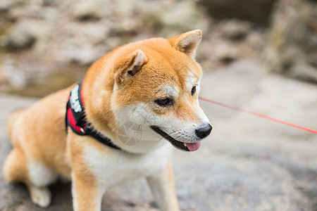 柴犬小时候柴犬狗背景