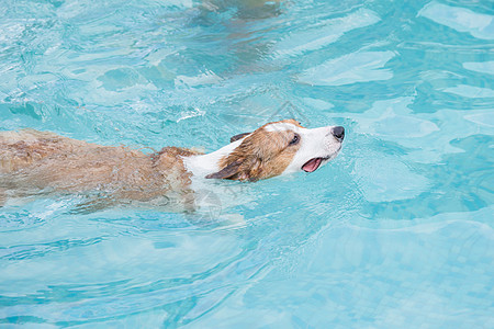 狗狗游泳呆萌可爱黄圣池高清图片