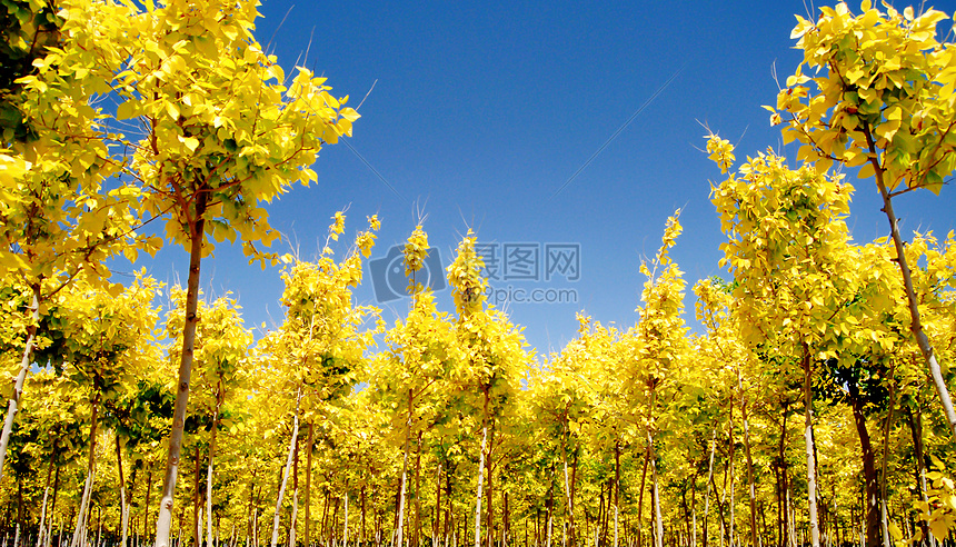 黄叶树林图片