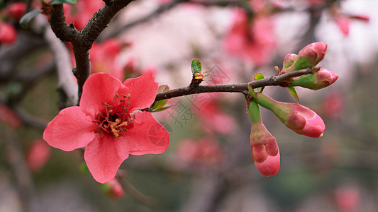 粉红色桃花枝桃花朵朵开背景