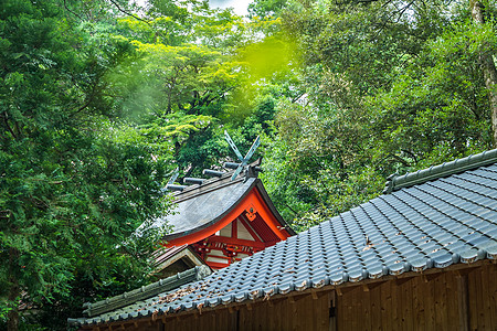 日本神社建筑树林里的日本神社背景