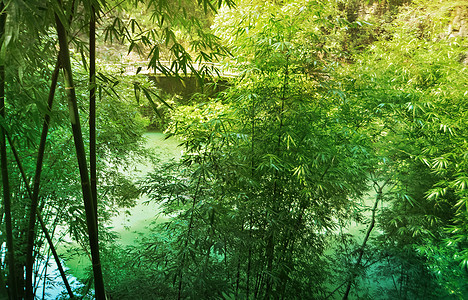 竹林山水三峡人家风景区一角背景