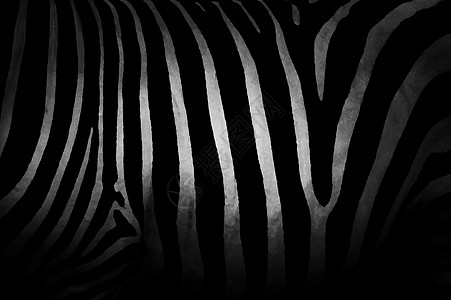 斑马的纹理黑白立体高清图片