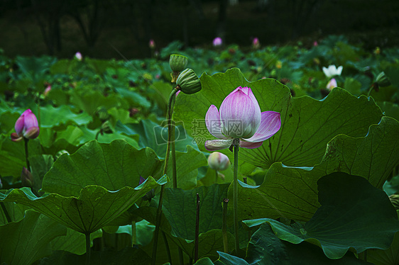 荷花图片