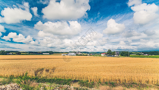 阳光农场日本北海道美瑛迷人夏天背景