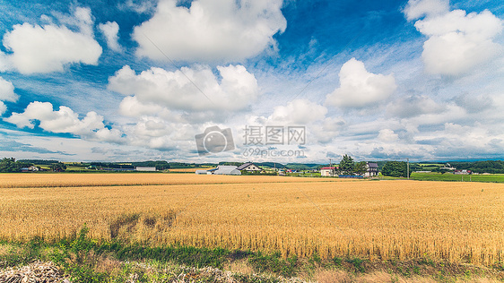 日本北海道美瑛迷人夏天图片