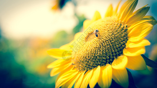 微距阳光中的向日葵背景