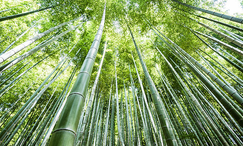 竹林插画安吉竹林夏天背景