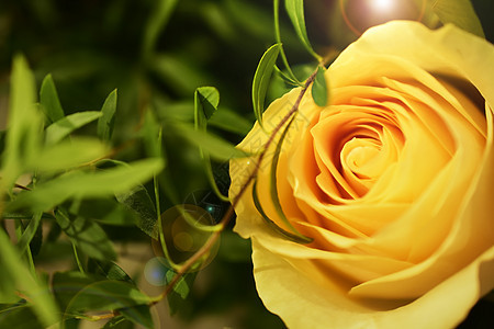 爱情黄玫瑰图片