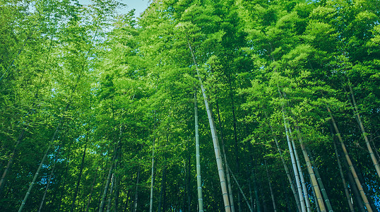 竹林溪水竹林背景