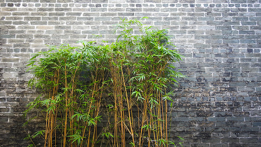 中国风古老砖墙背景中的竹子高清图片