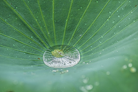 绿色露珠绿叶上的水珠背景