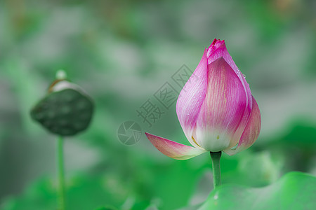 夏日荷花晚会免费背景素材花瓣高清图片