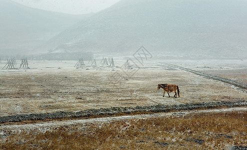 香格里拉风雪中的马背景图片