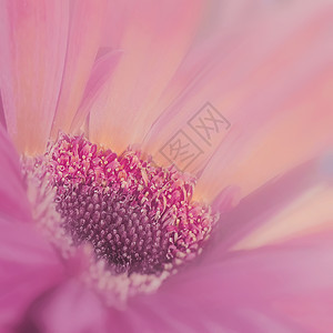 花样年华——粉色花朵背景图片