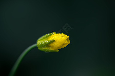 叶露珠带露珠的油菜花背景