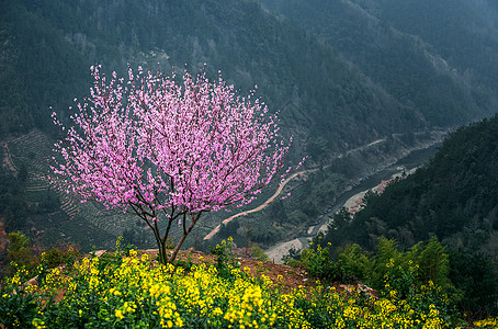 春节旅行高山上，桃花深处有人家背景