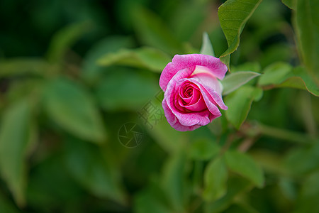 玫瑰花苞粉色玫瑰绿叶背景